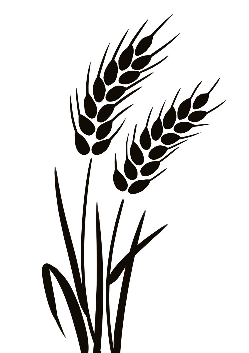 生パスタでの小麦粉の重要性   